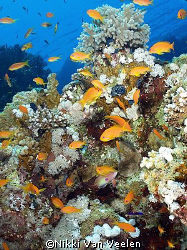 Anthias taken at Quays site, Ras Mohamed Park by Nikki Van Veelen 